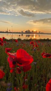 un campo de flores rojas con la puesta de sol en el fondo en villa apartment with sea view en Copenhague