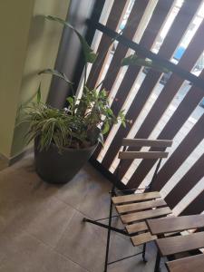 a plant and a chair in front of a window at Txoko Loft Moncayo in Tudela