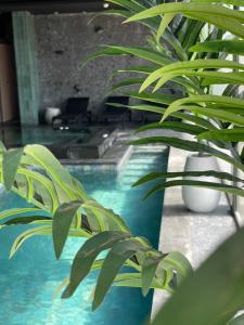 a pool with green plants in a room at Tulum Beach Resort Dakhla in Dakhla