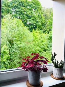 two potted plants sitting on a window sill at Comfy classic apartment in Trakai in Trakai