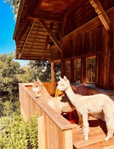 two llamas standing on the porch of a cabin at Alpaka-Ferienhaus Oenzlen in Wynigen