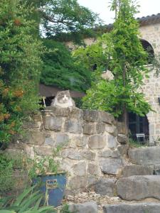 un chat assis au sommet d'un mur de pierre dans l'établissement La Flor Azul, à Grospierres