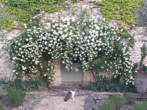 a cat sitting in front of a building with flowers at La Flor Azul in Grospierres