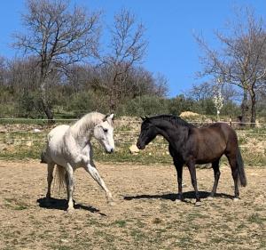 dwa konie stojące obok siebie na polu w obiekcie Case Bosco w mieście Roccalbegna
