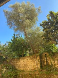Zahrada ubytování Maramà B&B Sorrento + 9 fotografií
