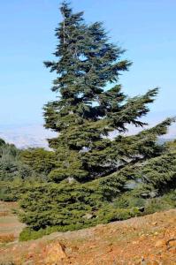 een grote dennenboom op de top van een heuvel bij Gîte Dayet Chiker in Taza