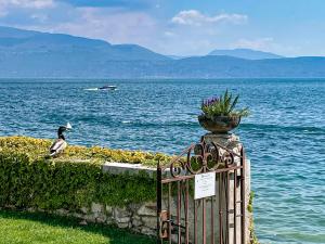 薩羅的住宿－Luxury Apartment right on the water Maddalena，鸟儿坐在水边的围栏上