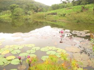 Gallery image of Casa Sabia in Pacoti