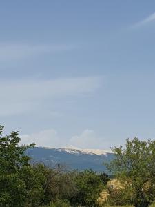 a snow covered mountain in the distance behind trees at Pura vida in Mazan