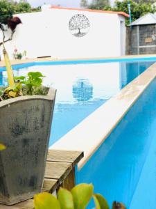 une plante en pot installée à côté d'une piscine dans l'établissement Varzea Nature, à Torres Vedras