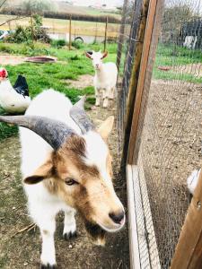 une chèvre debout à côté d'une clôture avec deux moutons dans l'établissement Varzea Nature, à Torres Vedras