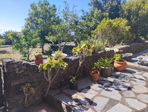 een tuin met potplanten op een stenen muur bij Casa Rural Amapola in San Andrés
