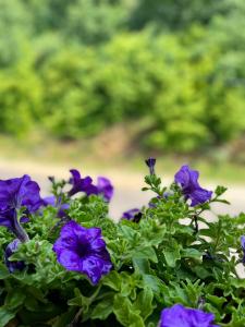 a bunch of purple flowers in a pot at Kuća za odmor Bilić 