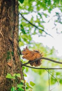a squirrel is sitting on a tree branch at Phalesia Glamping Otel in Sapanca