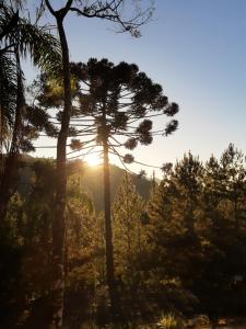 a pine tree with the sun in the background at Vale Dos Pinheiros in Rio Forcação