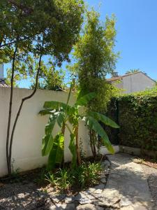a small palm tree next to a white wall at Villa Butterfly - Jardin - Plage 400m in Juan-les-Pins