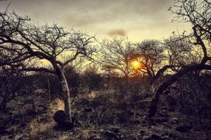 Imagine din galeria proprietății ZuriCamp - Tent Zahir în Tsumeb +7 fotografii