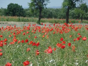 un campo de amapolas rojas en un campo en Penzion Roubenka, en Hukvaldy