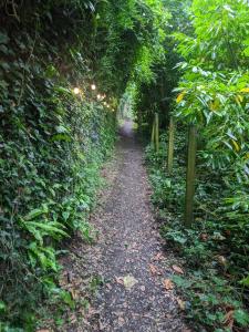 a path in the middle of a forest at Stay Wild Retreats 'Glamping Pods and Tents' in Wrexham