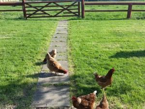un grupo de pollos caminando por una acera en Thorpe Thewles Suites en Stockton-on-Tees