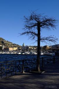 a tree sitting next to a fence next to the water at Appartamenti Monti Como Lake in Brunate