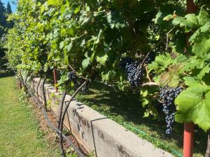 a row of grapes growing on a fence at Gorica hill apartment in Podgorica
