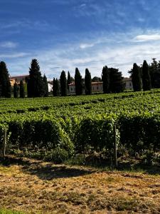 a field of vines with a house in the background at Anna Appartamento Vacanze in Monticelli Brusati