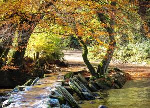 a stream with trees and a stone wall next to water at 1 Lower Spire in Dulverton