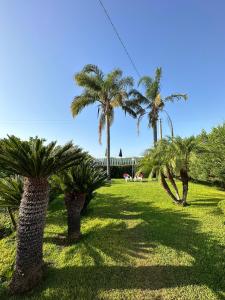 a group of palm trees in a grass field at Villa Mariuccia in Siracusa +12 photos