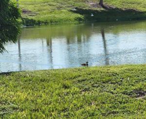 Galeriebild der Unterkunft Quails Nest in Cape Coral