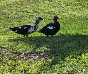 Galeriebild der Unterkunft Quails Nest in Cape Coral