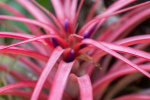 a close up of a pink flower with red tentacles at Bed & Breakfast Casaejido in Playa del Carmen
