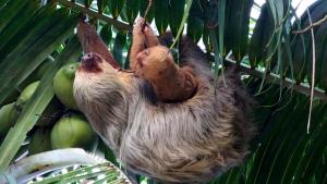 einem braunen Faultier, der von einem Bananenbaum hängt in der Unterkunft Jardín de los Monos in Matapalo