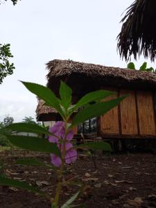 una pequeña cabaña con una flor delante en Maila 