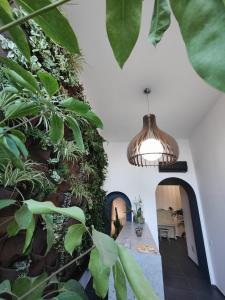 アチレアーレにあるLuxury B&b Euphorbiaの壁に植物を植えた廊下