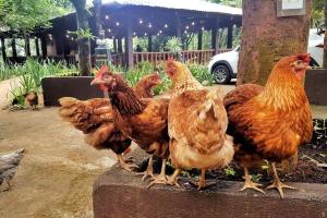 un gruppo di polli che si trovano su un blocco di cemento di Country Home w Private Pool at Antipolo ad Antipolo