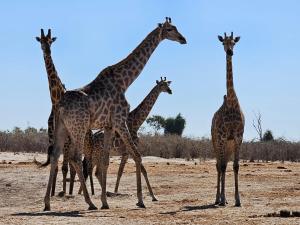 um grupo de girafas em pé em um campo em Xhabe Safari Lodge Chobe em Chobe