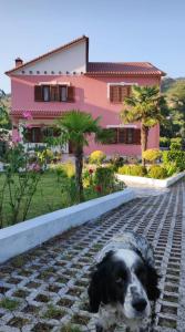 Domácí mazlíčci ubytovaní s hosty v ubytování Guesthouse Ndroq
