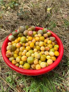 uma taça vermelha cheia de fruta na relva em La maison des rosiers au bord du Loir 