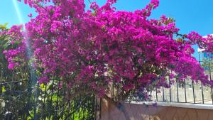 Ein Haufen lila Blumen hängt über einem Zaun in der Unterkunft VILLA KOHLER in Alanya