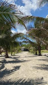 a row of palm trees on a sandy beach at Villa Mediterránea in Tubará