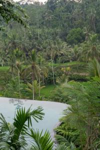 a view of a tropical forest with palm trees at GK Bali Resort in Tegalalang