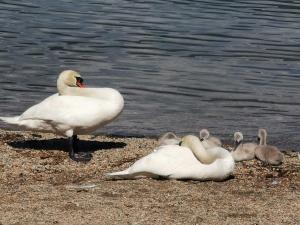 una familia de cisnes en la orilla de un lago en La baia d'acquadolce en Bolzano Novarese