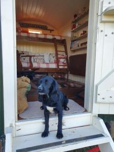 和主人一起入住The Delkin Shepherds Huts Castle Combe的宠物