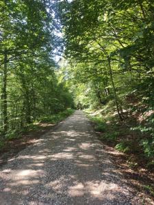 Espinal-AuzperriにあるApartamentos Goizederの両側の木々が並ぶ未舗装道路