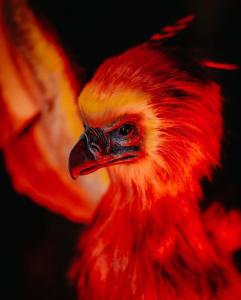 a close up of a red and orange bird at "appartementdusorcier" parking & immersive 4k laser cinema experience in Bordeaux