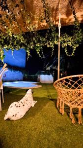 a dog laying on the grass next to a table at Villa del Jerte in El Torno