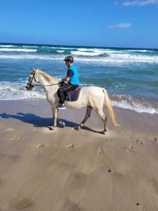 un hombre montando un caballo blanco en la playa en Villa Maddalena guest house, en Sorso