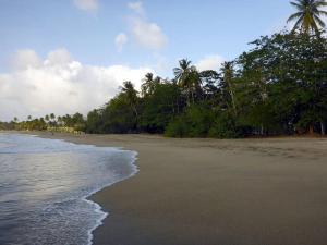 uma praia arenosa com palmeiras e o oceano em Mary's Hill Tropical Oasis em Maryʼs Hill
