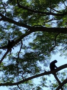 un mono sentado en la parte superior de una rama de árbol en Puntita Manzanillo, fantastic sea and jungle retreat en La Guayra